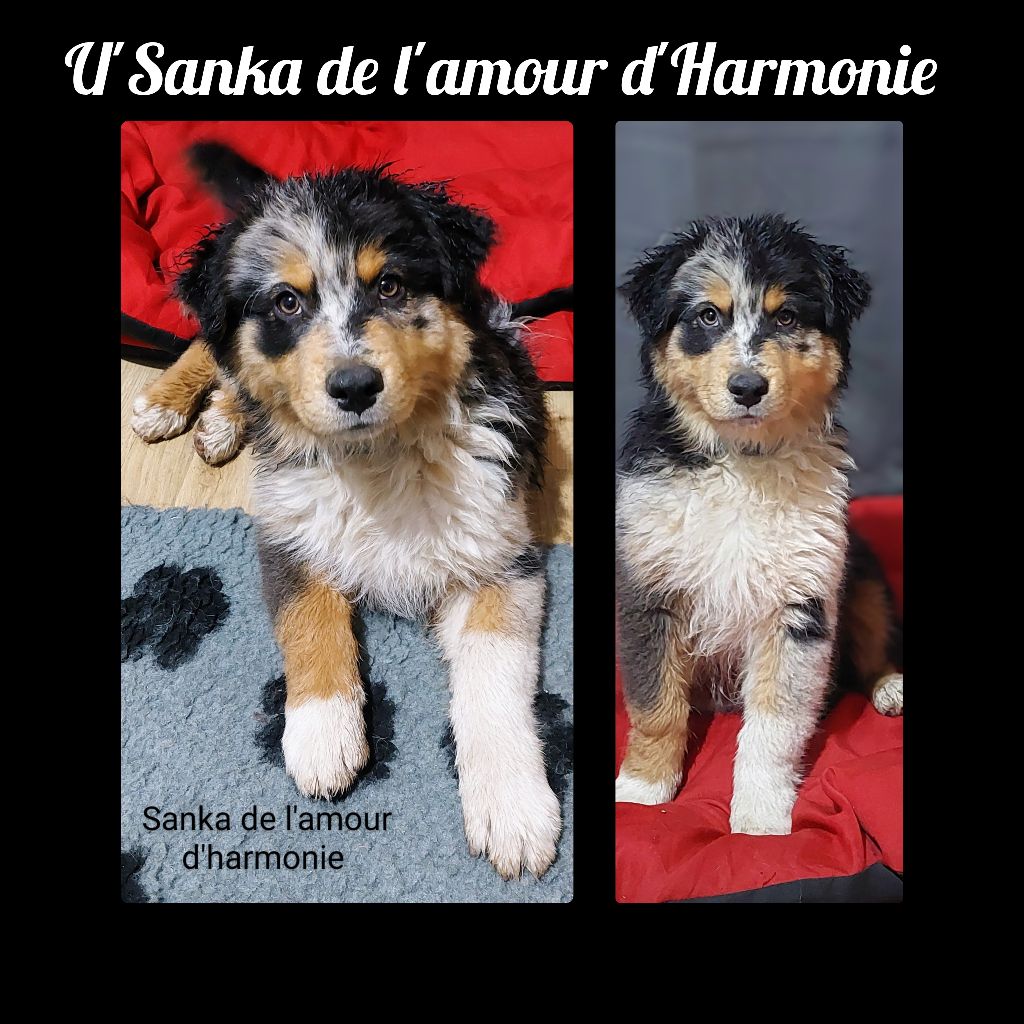 U'sanka De L'Amour D'Harmonie