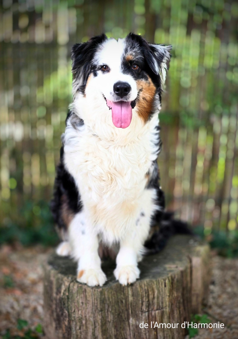 Reva blue Du Paradis De Nouchka