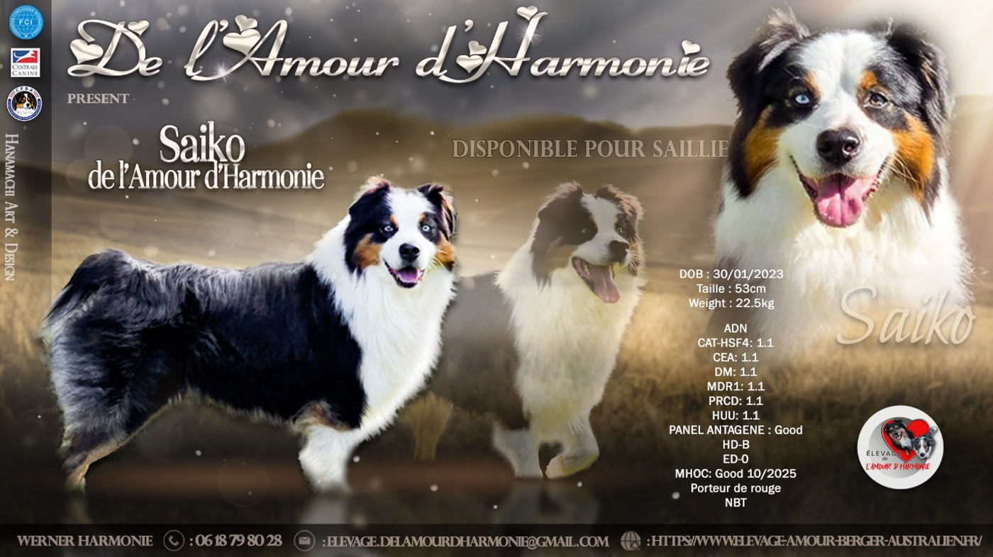 Saiko De L'Amour D'Harmonie