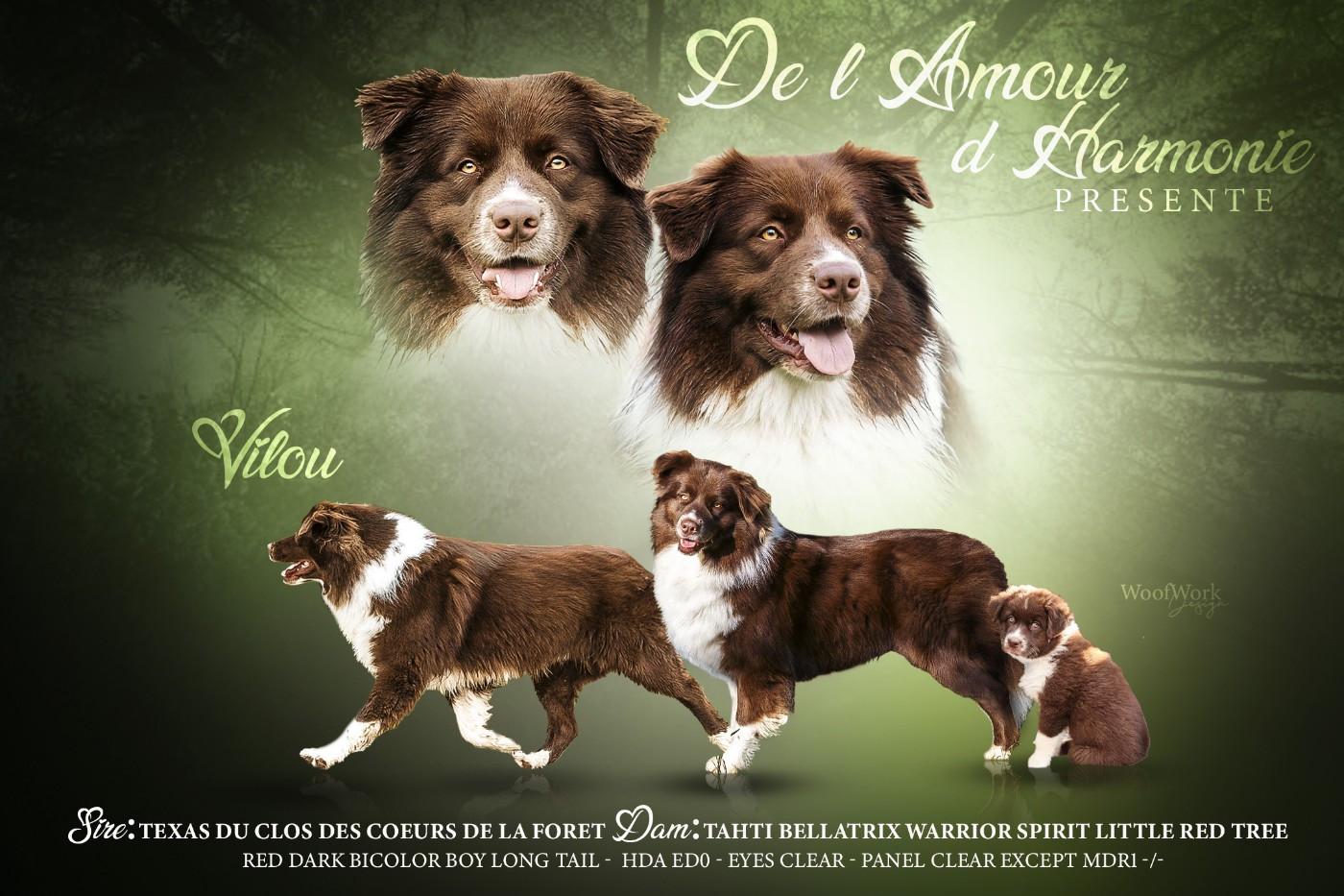 Vilou  De L'Amour D'Harmonie