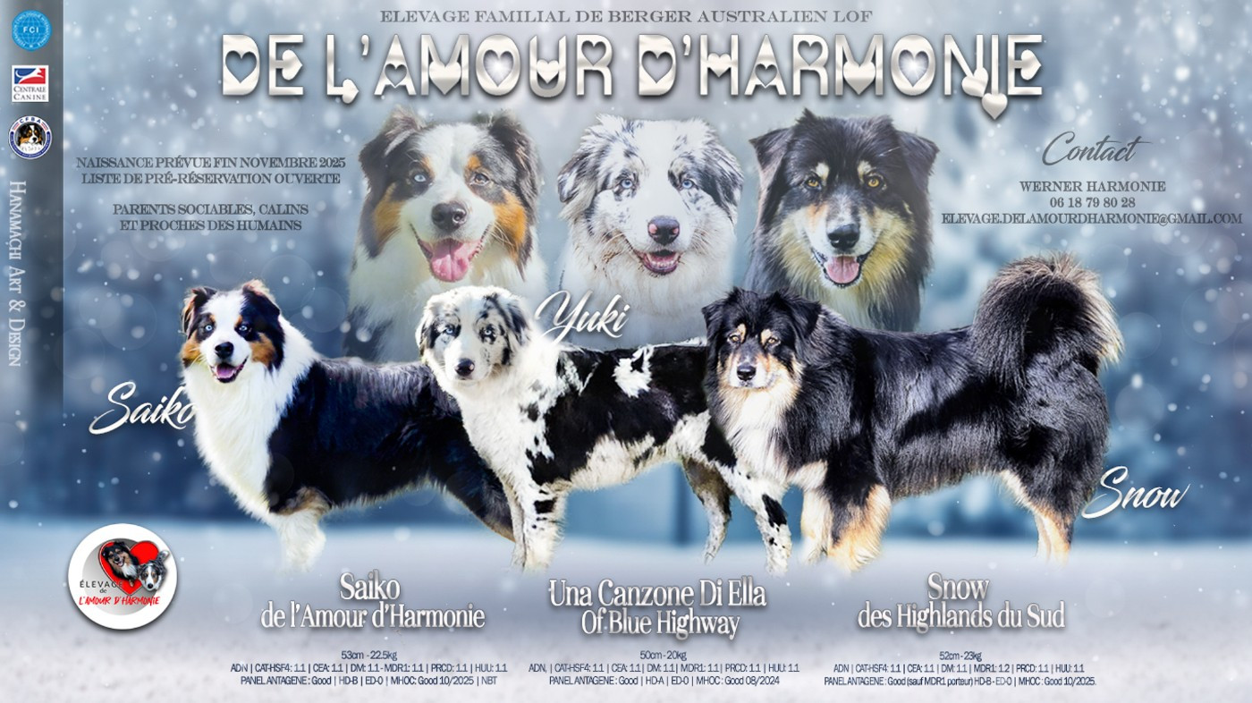 De L'Amour D'Harmonie - LES PROCHAINS BEBES ARRIVENT BIENTOT