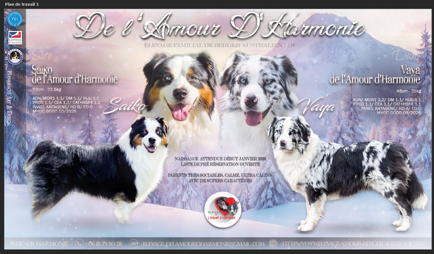 De L'Amour D'Harmonie - L'ANNEE 2026 COMMENCE EN BEAUTE AVEC MA 1ère PORTEE 100% DE L'AMOUR D'HARMONIE