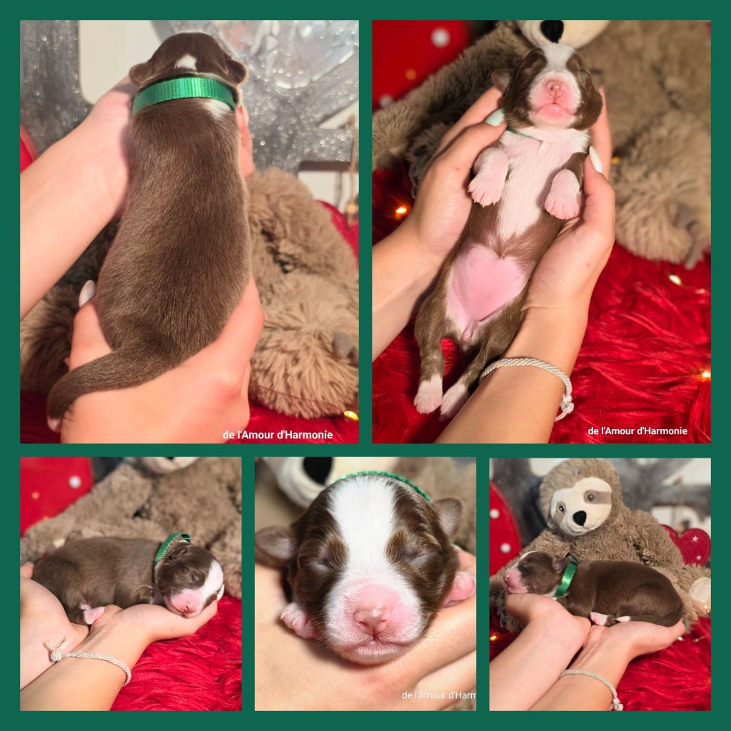 De L'Amour D'Harmonie - Chiots disponibles - Berger Australien