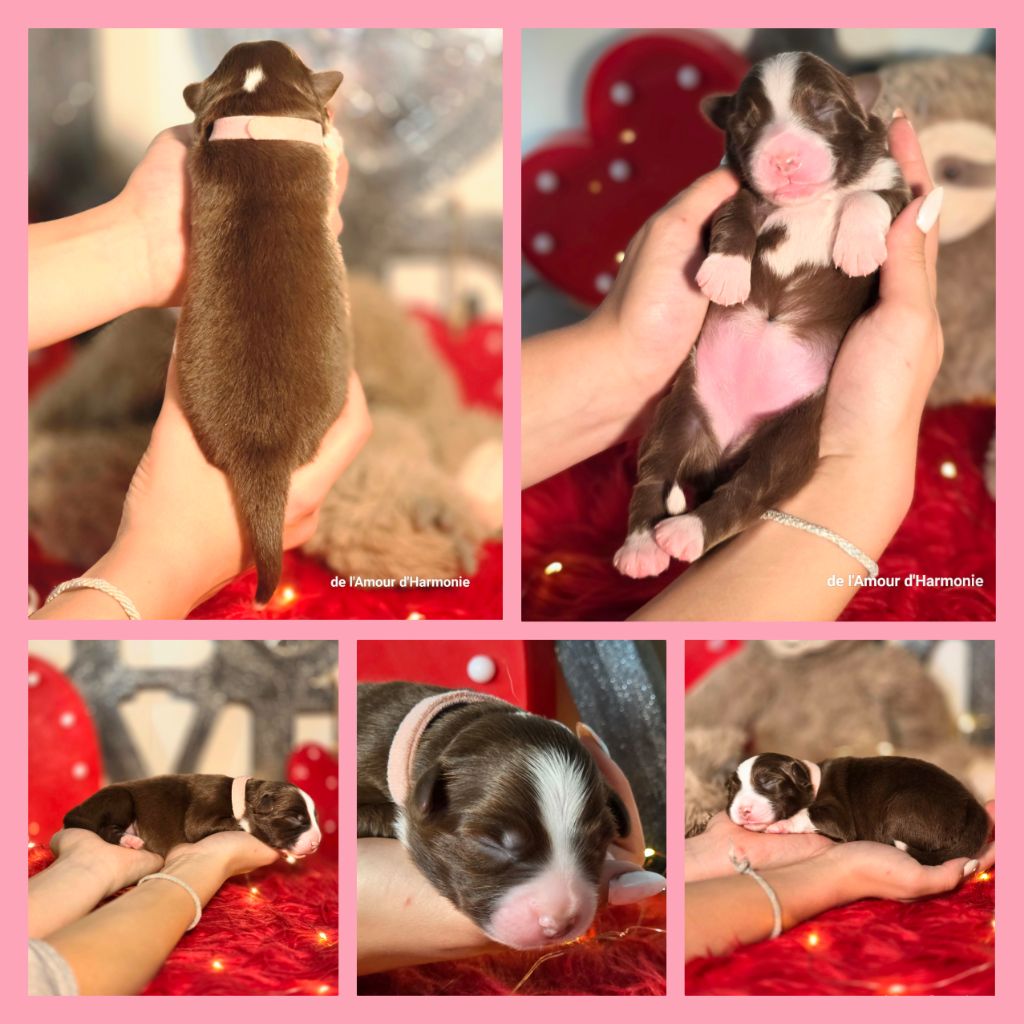 De L'Amour D'Harmonie - Chiots disponibles - Berger Australien