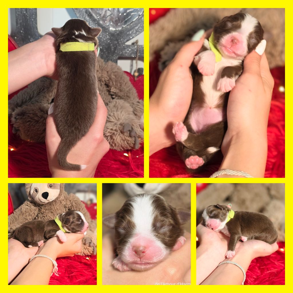 De L'Amour D'Harmonie - Chiots disponibles - Berger Australien