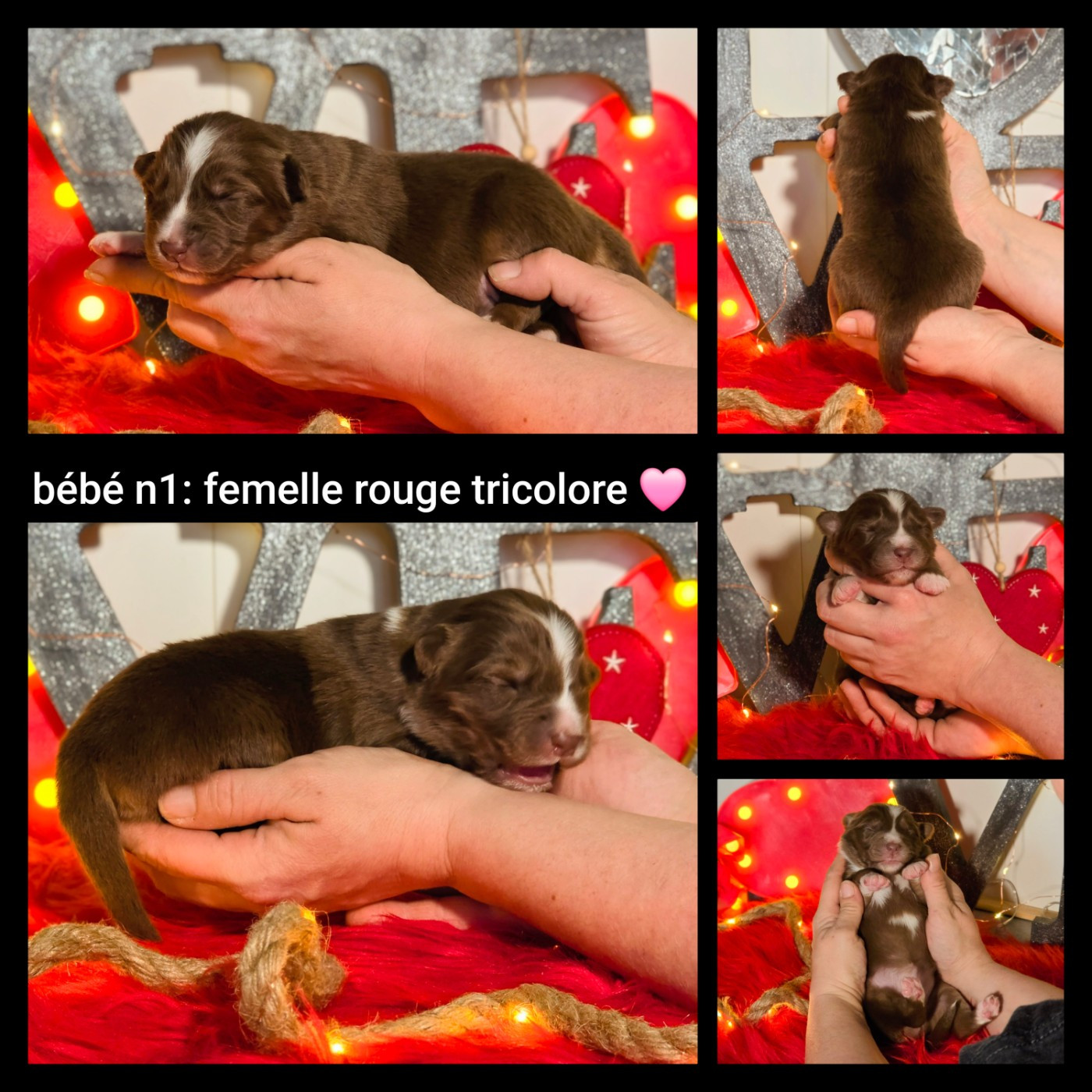 De L'Amour D'Harmonie - Chiots disponibles - Berger Australien