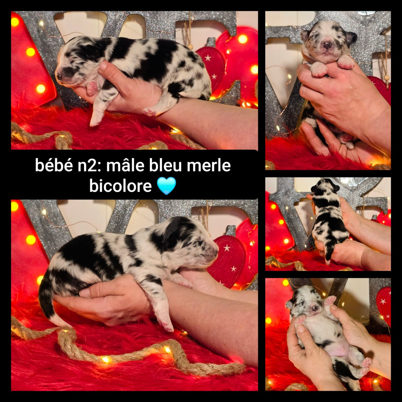 De L'Amour D'Harmonie - Chiots disponibles - Berger Australien