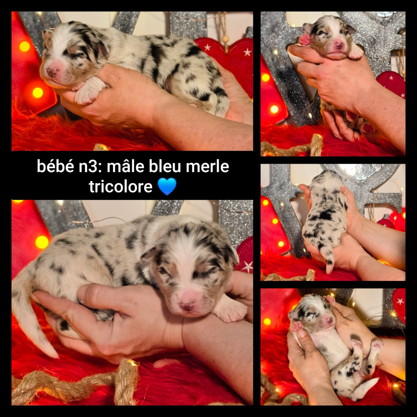 De L'Amour D'Harmonie - Chiots disponibles - Berger Australien