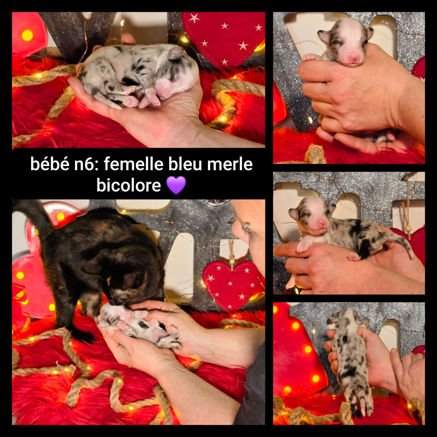 De L'Amour D'Harmonie - Chiots disponibles - Berger Australien