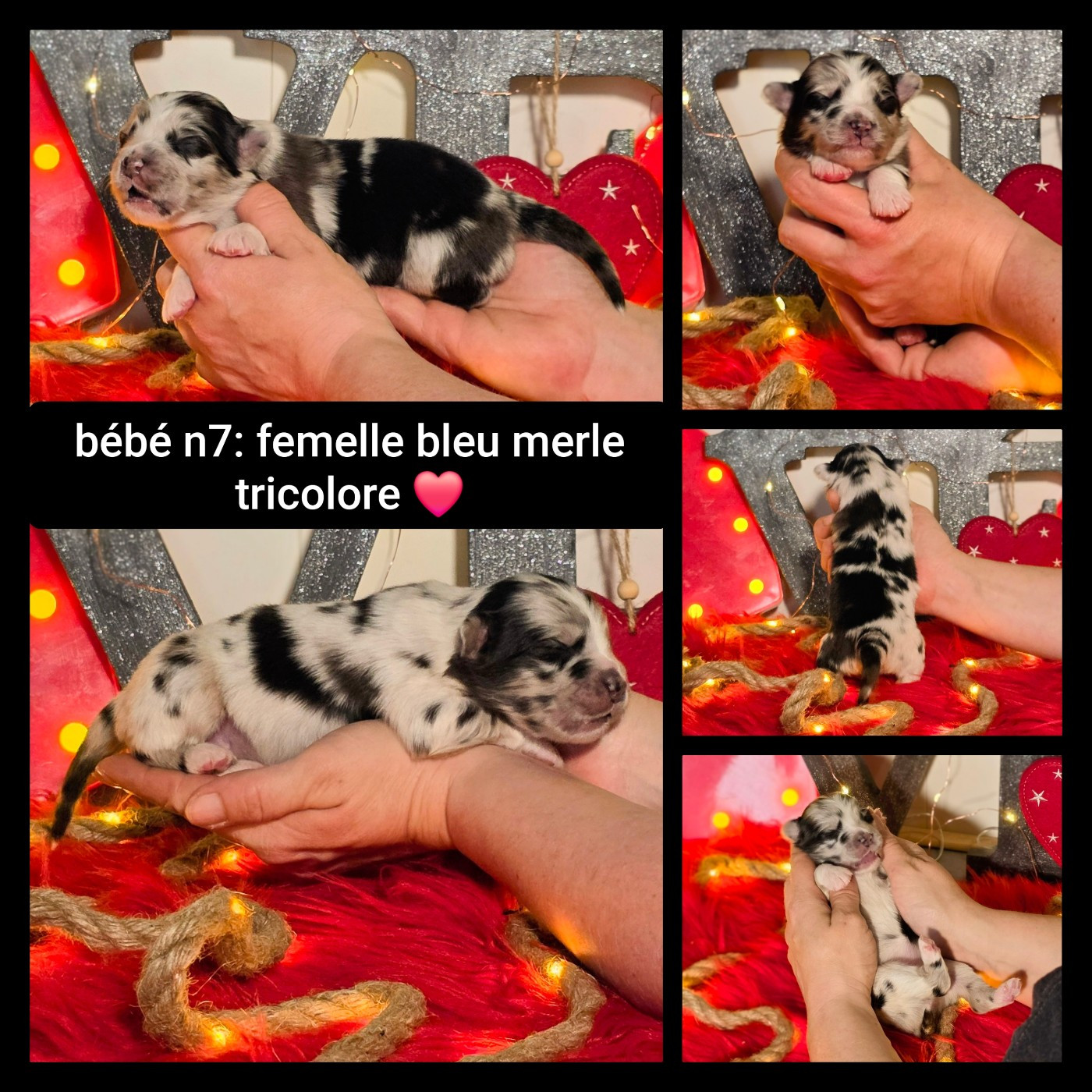 De L'Amour D'Harmonie - Chiots disponibles - Berger Australien