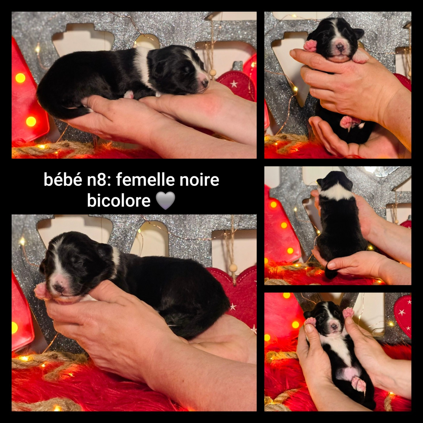 De L'Amour D'Harmonie - Chiots disponibles - Berger Australien