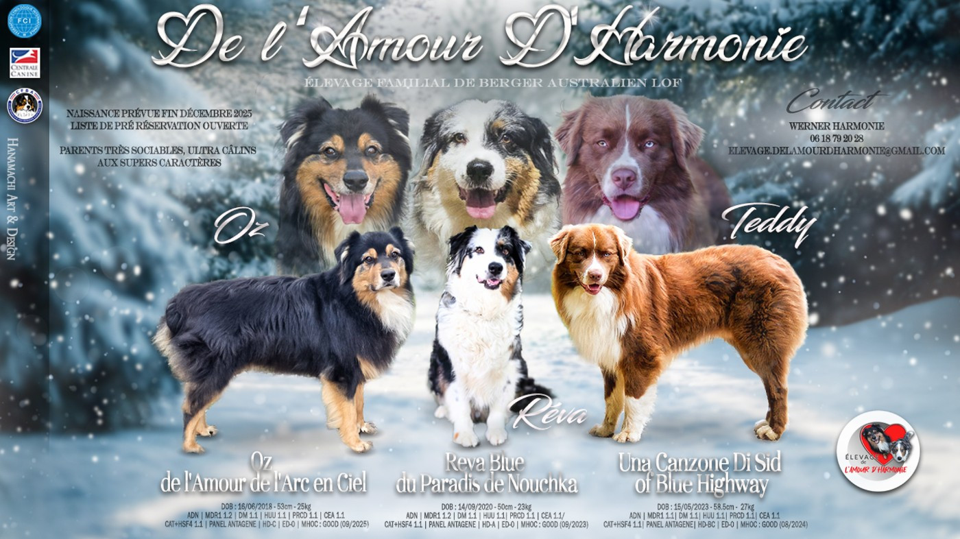 Chiot Berger Australien De L'Amour D'Harmonie