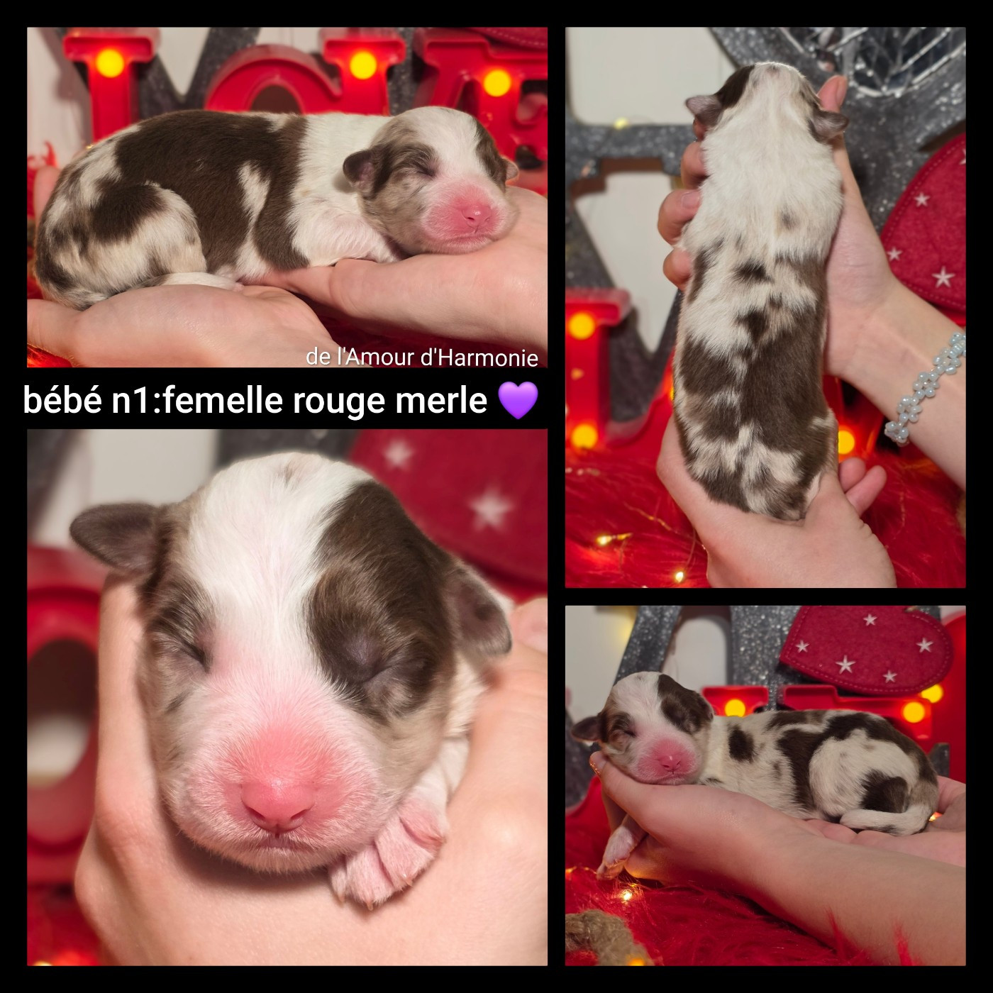 De L'Amour D'Harmonie - Chiots disponibles - Berger Australien