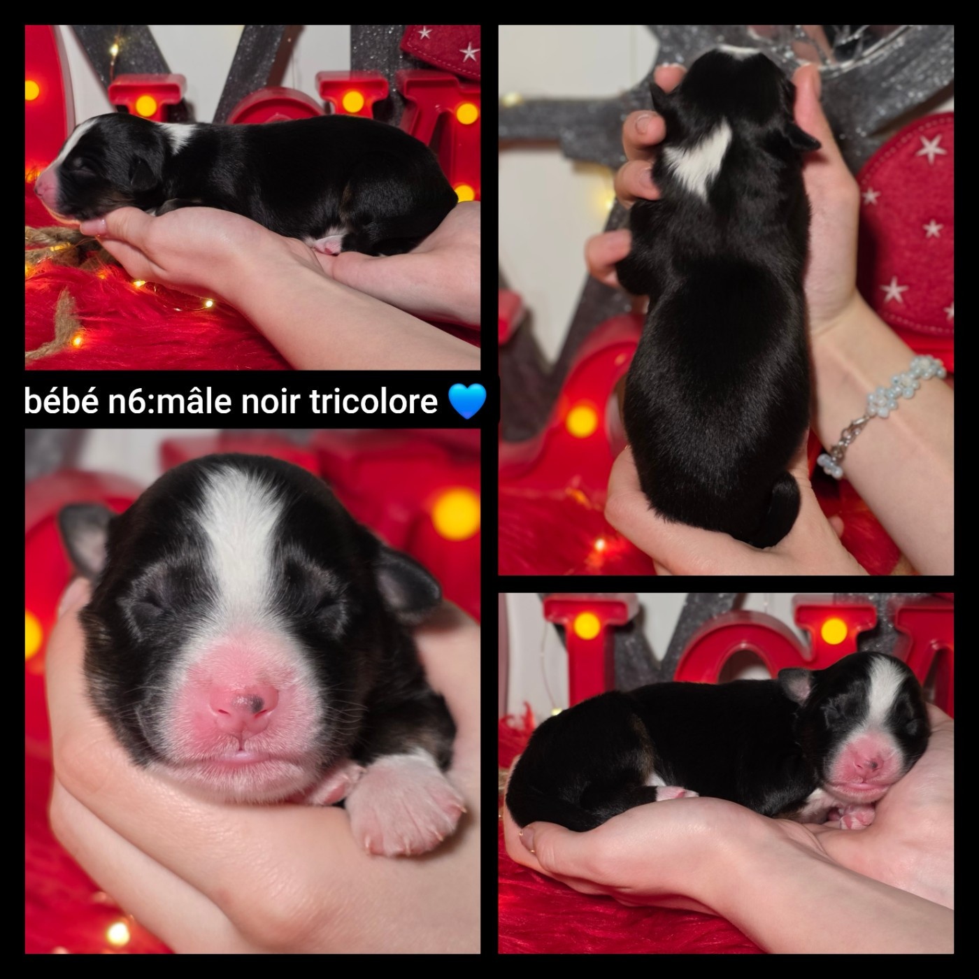 De L'Amour D'Harmonie - Chiots disponibles - Berger Australien