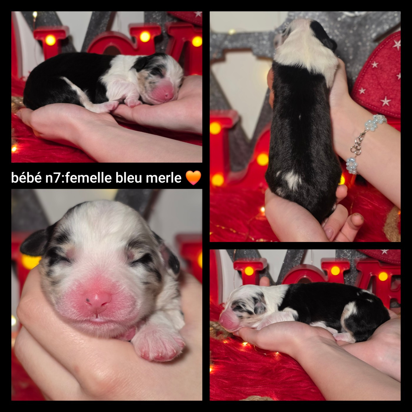 De L'Amour D'Harmonie - Chiots disponibles - Berger Australien