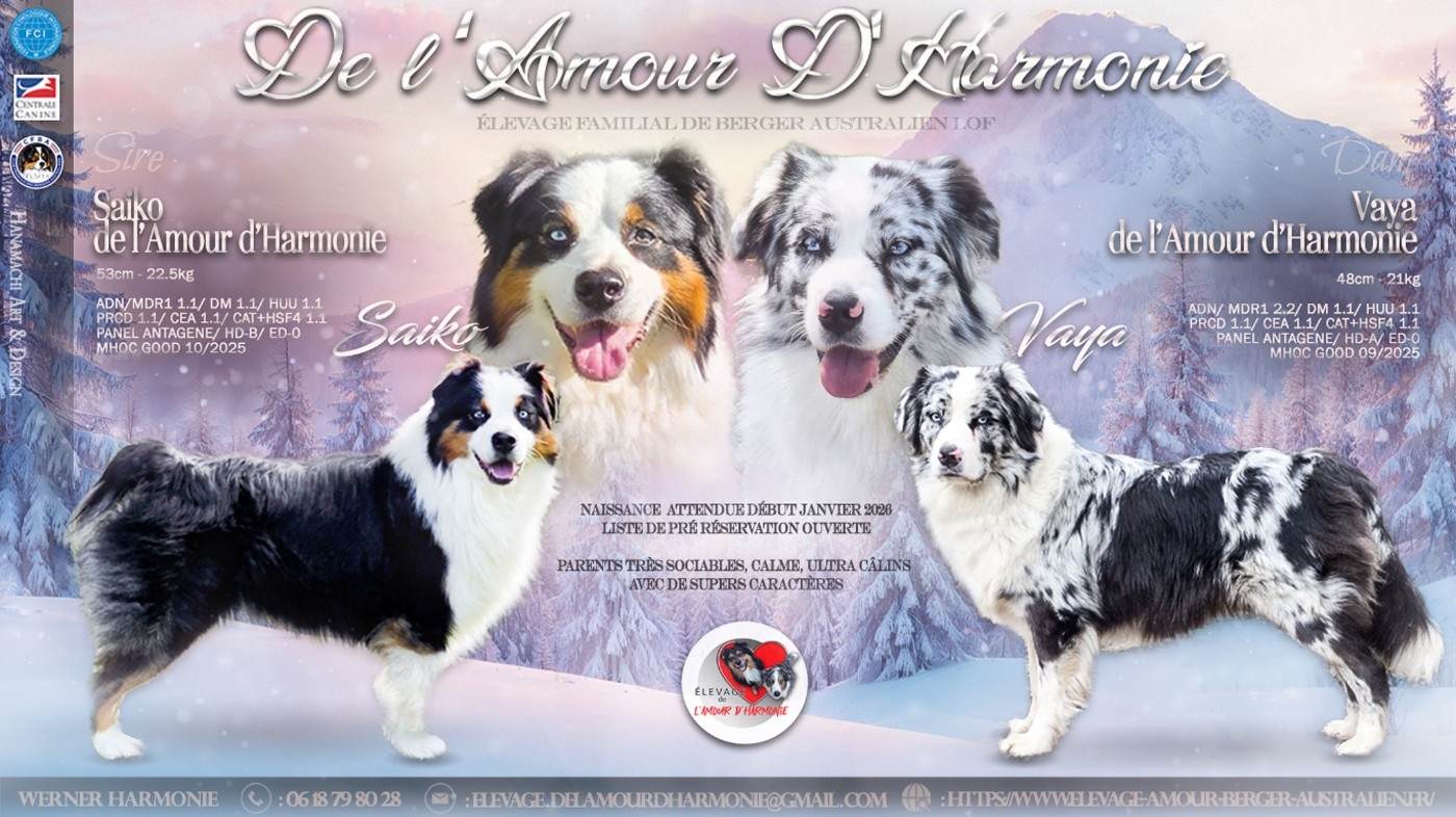 De L'Amour D'Harmonie - Berger Australien - Portée née le 02/01/2026