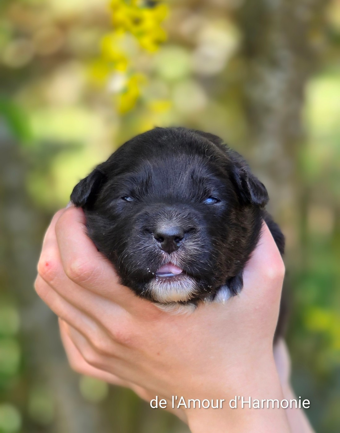 De L'Amour D'Harmonie - Chiots disponibles - Berger Australien