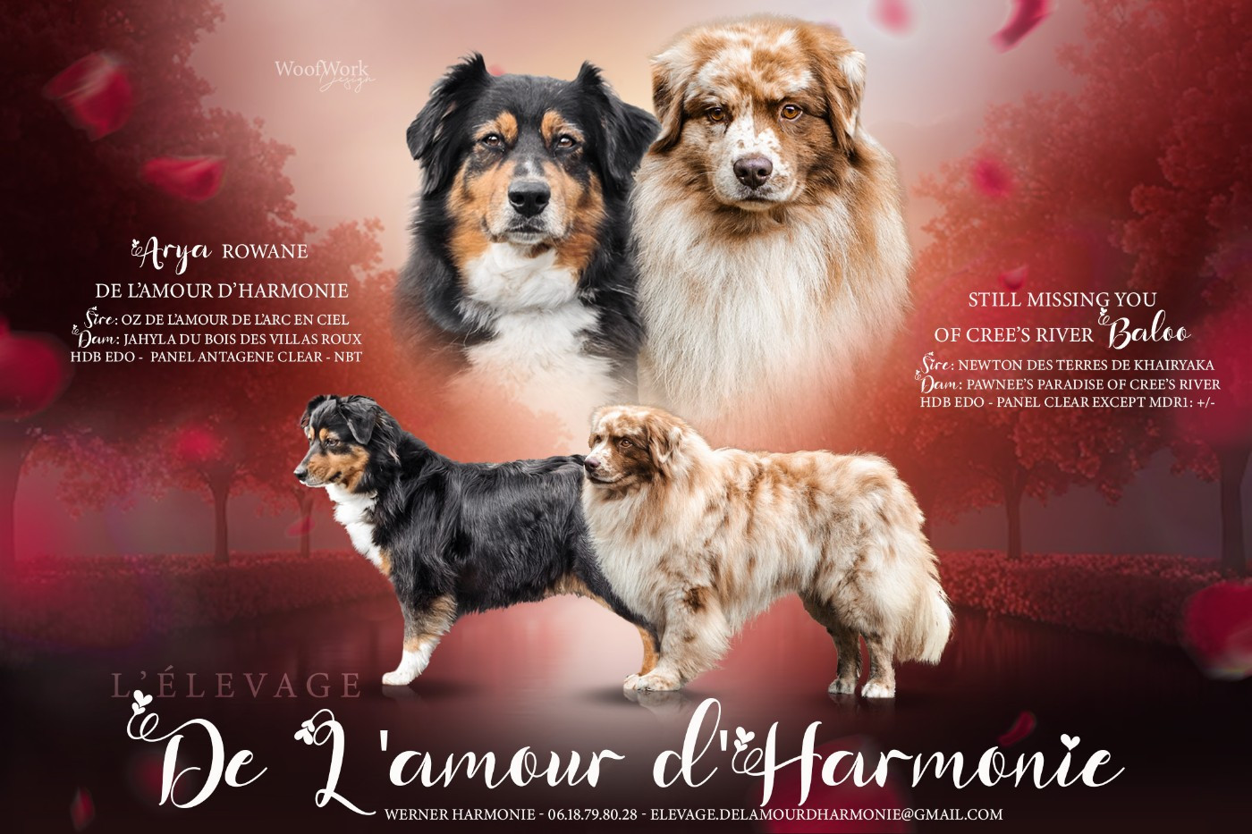 Chiot Berger Australien De L'Amour D'Harmonie