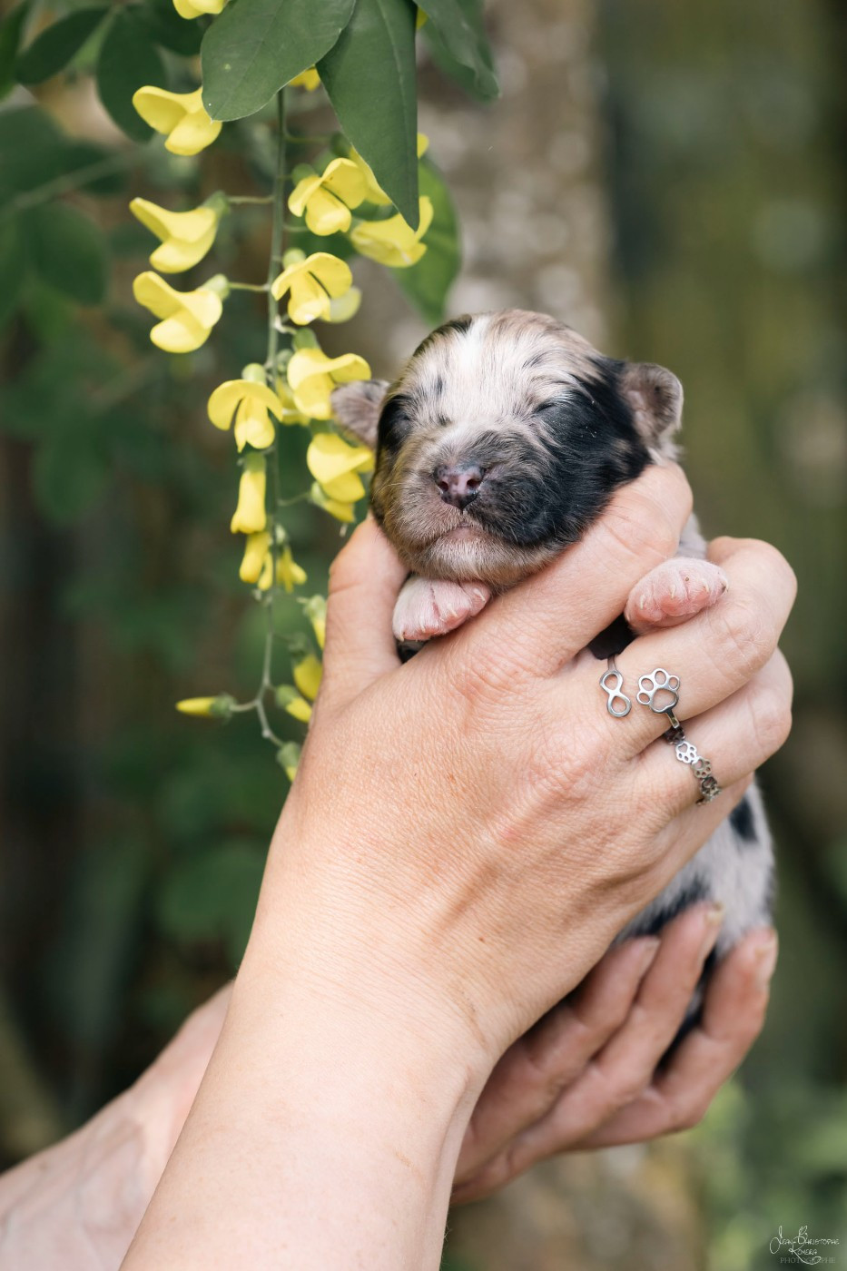 De L'Amour D'Harmonie - Chiots disponibles - Berger Australien