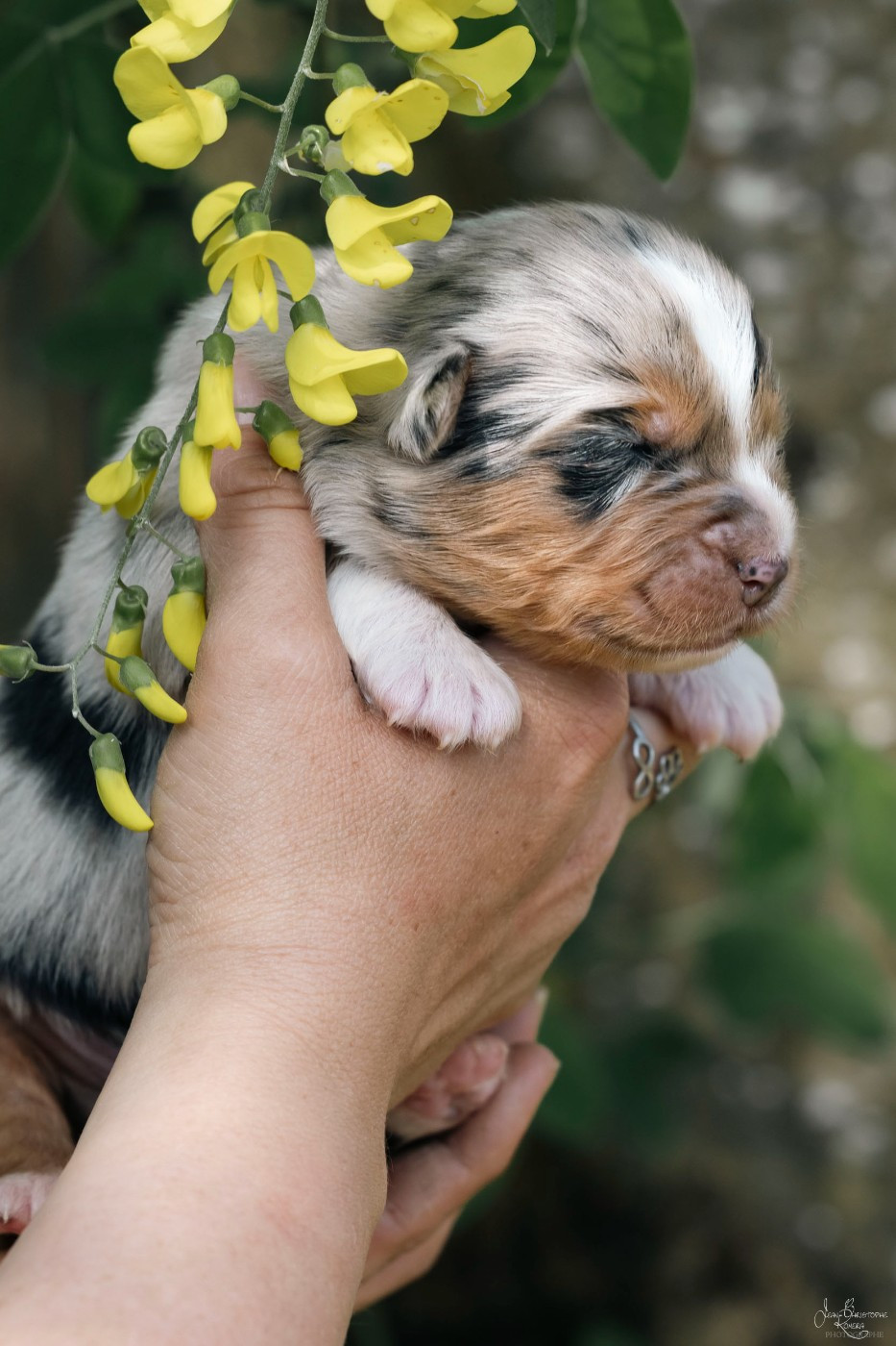 De L'Amour D'Harmonie - Chiots disponibles - Berger Australien
