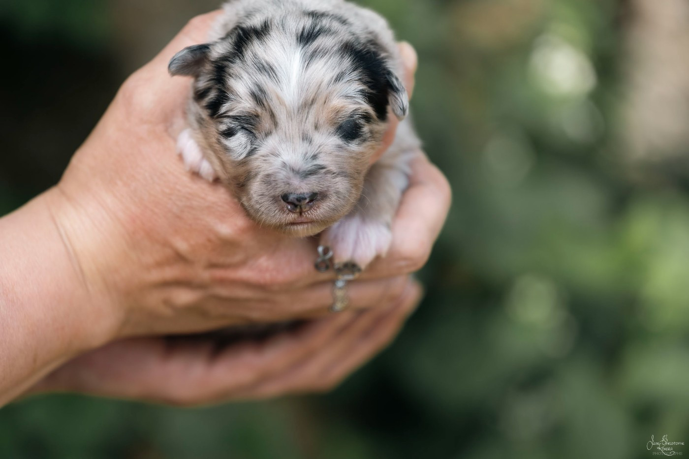 De L'Amour D'Harmonie - Chiots disponibles - Berger Australien