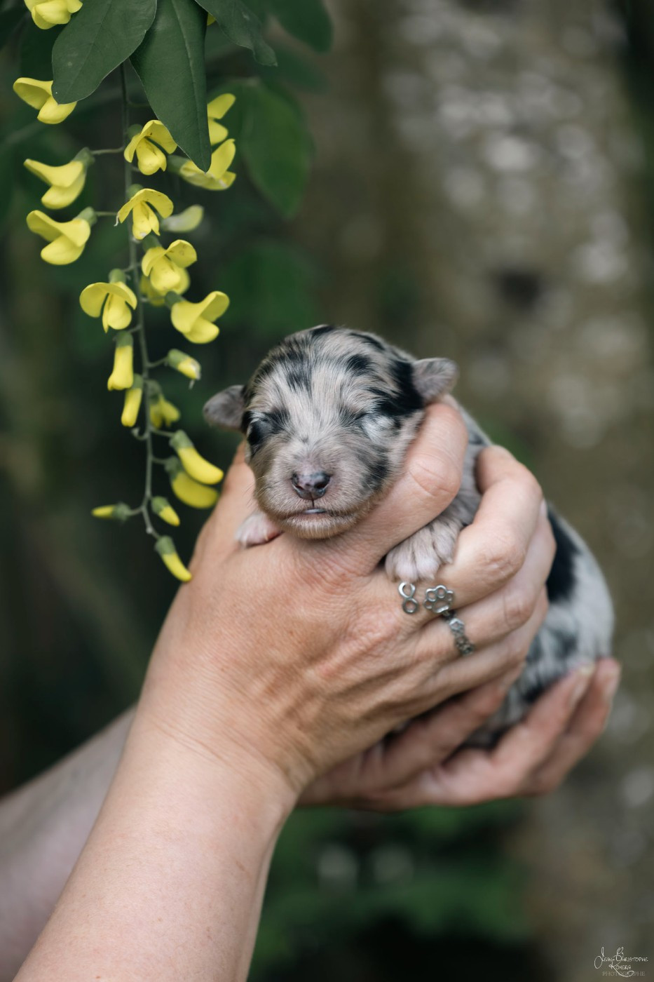 De L'Amour D'Harmonie - Chiots disponibles - Berger Australien