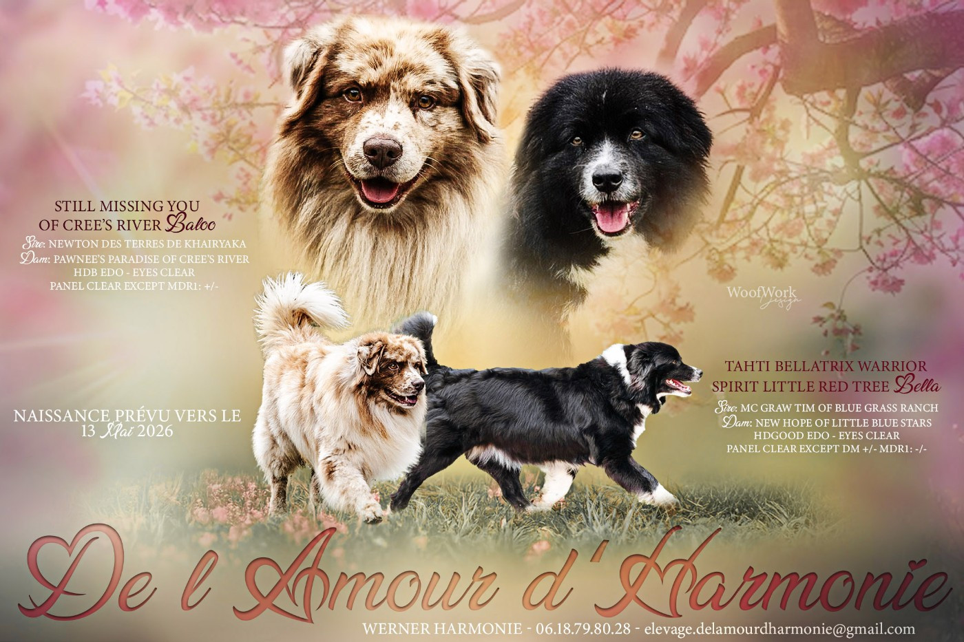 Chiot Berger Australien De L'Amour D'Harmonie