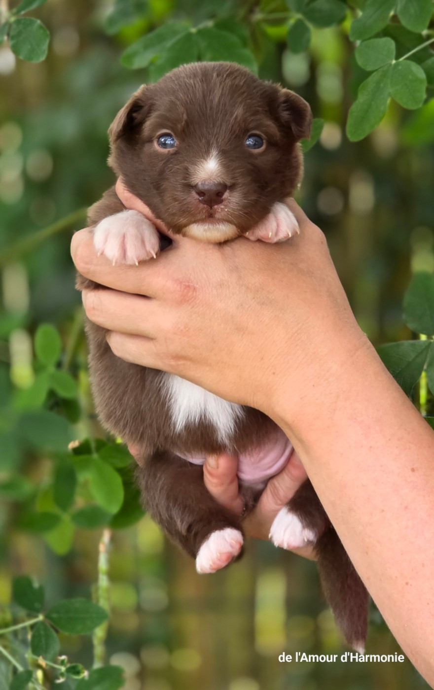 De L'Amour D'Harmonie - Chiots disponibles - Berger Australien
