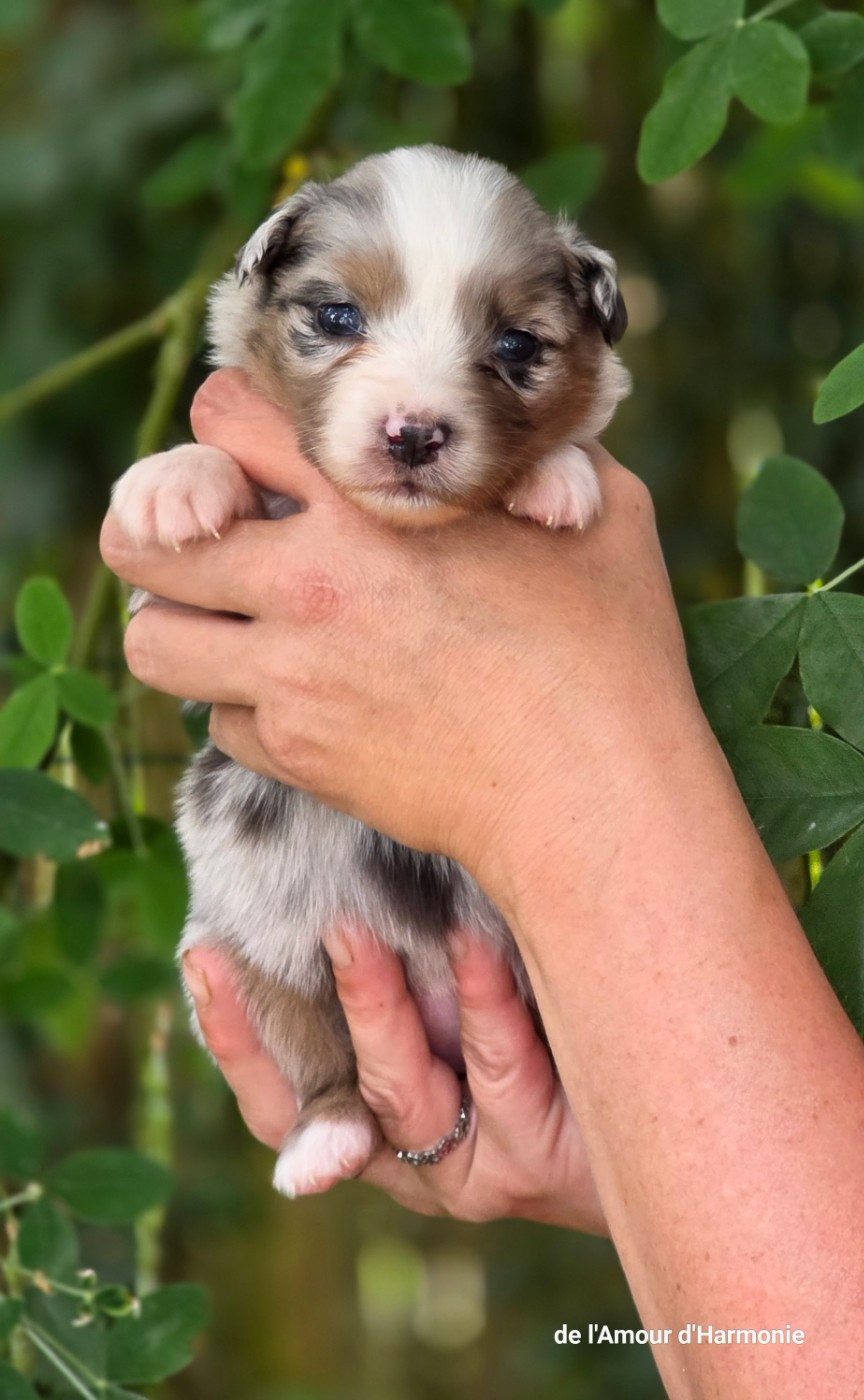 De L'Amour D'Harmonie - Chiots disponibles - Berger Australien
