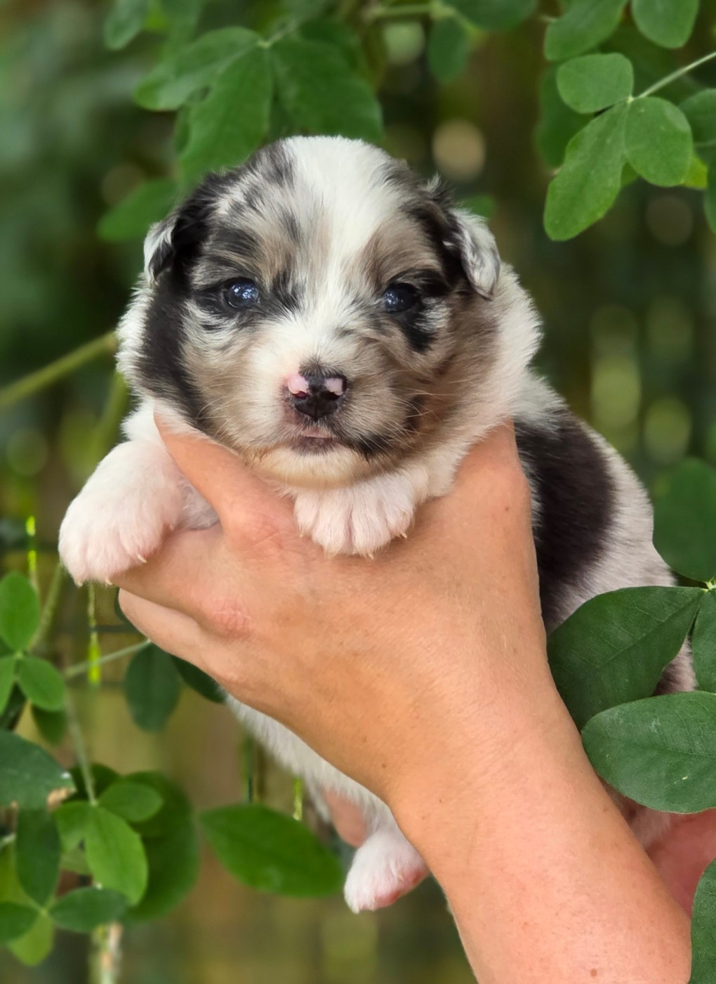 De L'Amour D'Harmonie - Chiots disponibles - Berger Australien