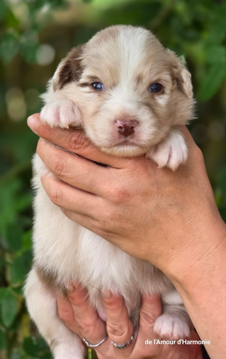 De L'Amour D'Harmonie - Chiots disponibles - Berger Australien