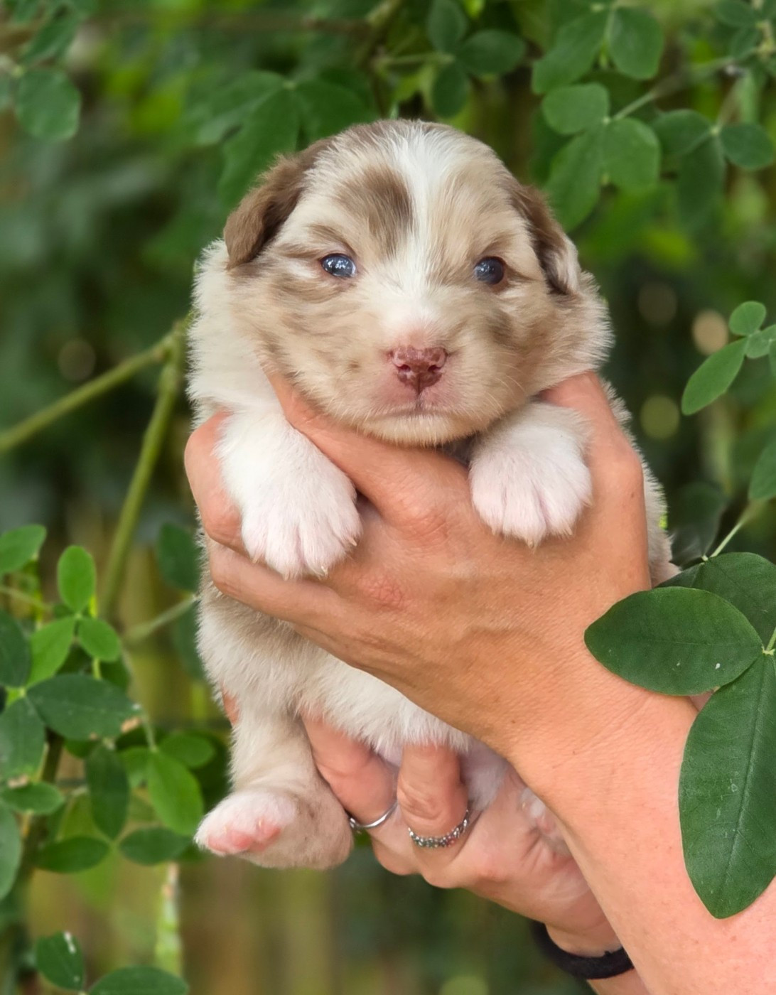 De L'Amour D'Harmonie - Chiots disponibles - Berger Australien