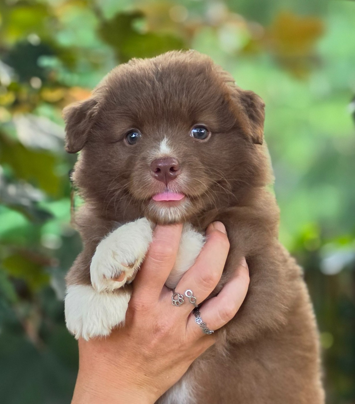 De L'Amour D'Harmonie - Chiots disponibles - Berger Australien