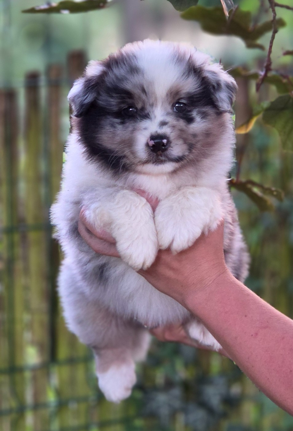 De L'Amour D'Harmonie - Chiots disponibles - Berger Australien