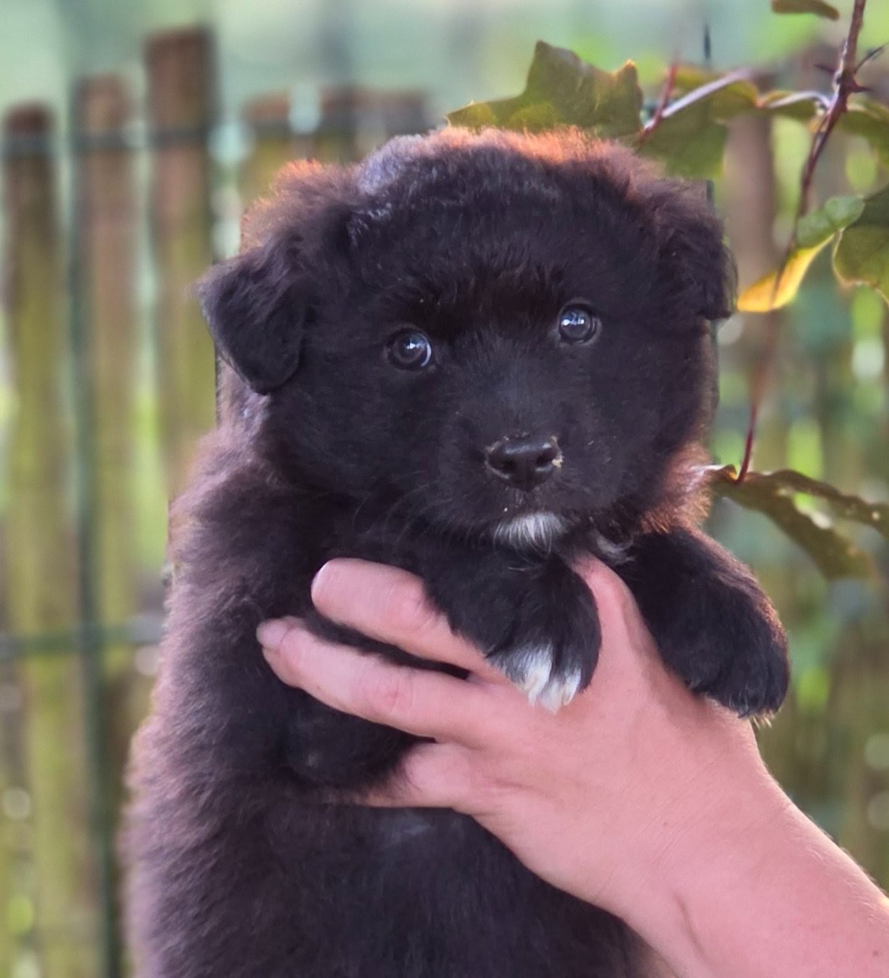 De L'Amour D'Harmonie - Chiots disponibles - Berger Australien