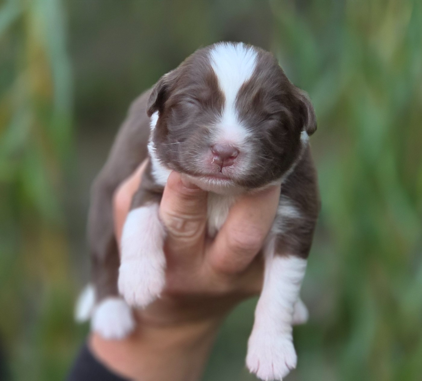 De L'Amour D'Harmonie - Chiots disponibles - Berger Australien