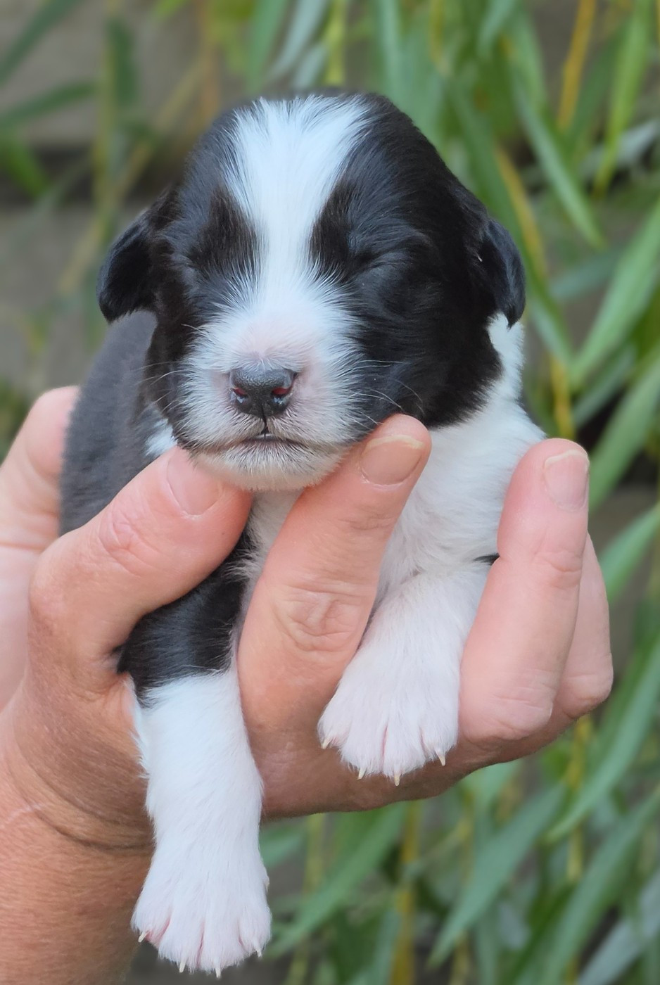 De L'Amour D'Harmonie - Chiots disponibles - Berger Australien