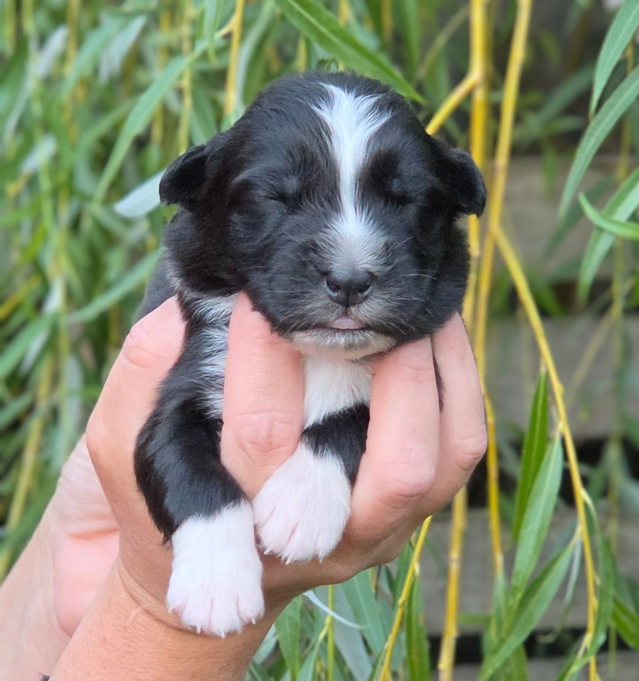 De L'Amour D'Harmonie - Chiots disponibles - Berger Australien