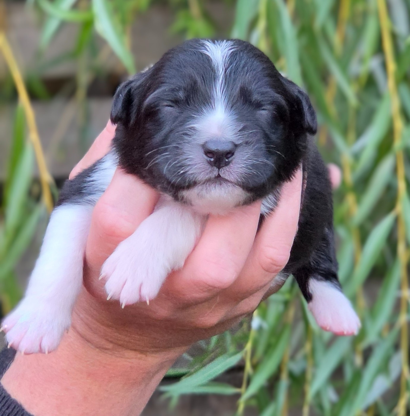 De L'Amour D'Harmonie - Chiots disponibles - Berger Australien