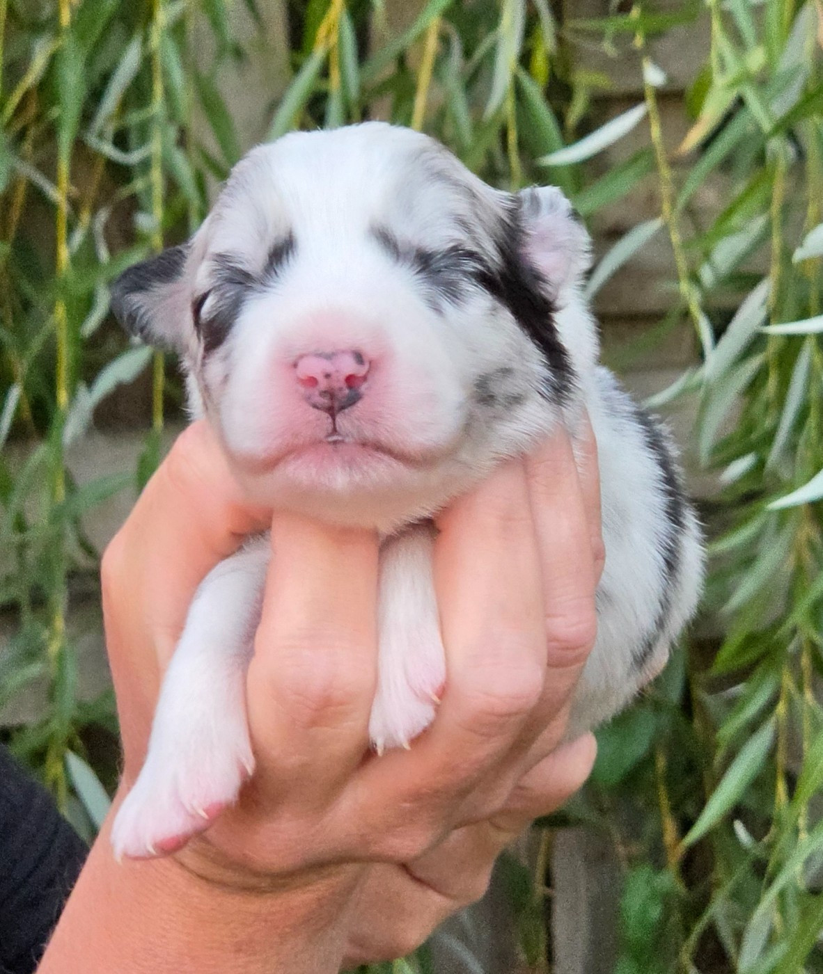 De L'Amour D'Harmonie - Chiots disponibles - Berger Australien