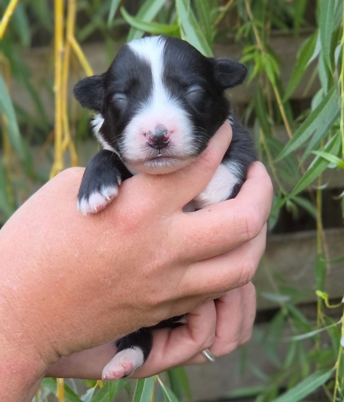 De L'Amour D'Harmonie - Chiots disponibles - Berger Australien
