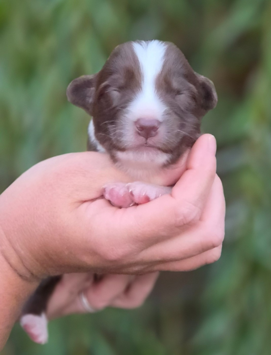 De L'Amour D'Harmonie - Chiots disponibles - Berger Australien