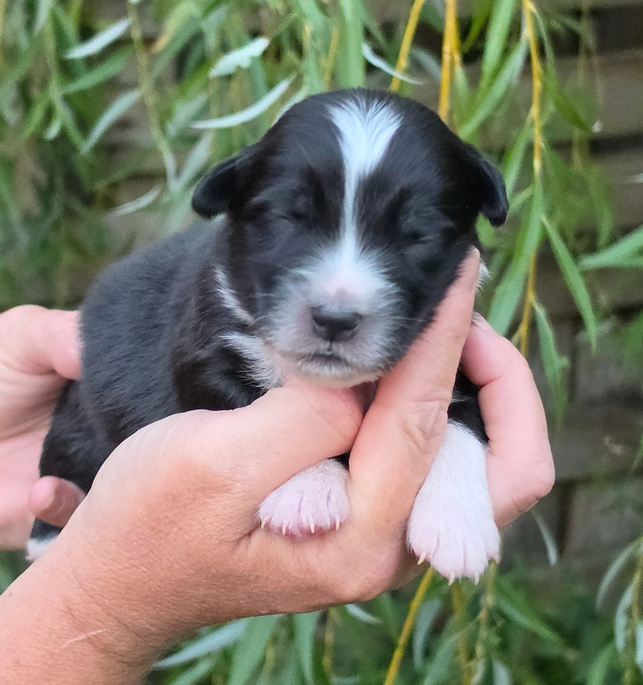 De L'Amour D'Harmonie - Chiots disponibles - Berger Australien