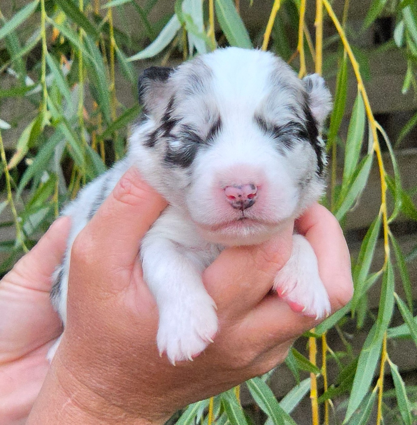 De L'Amour D'Harmonie - Chiots disponibles - Berger Australien
