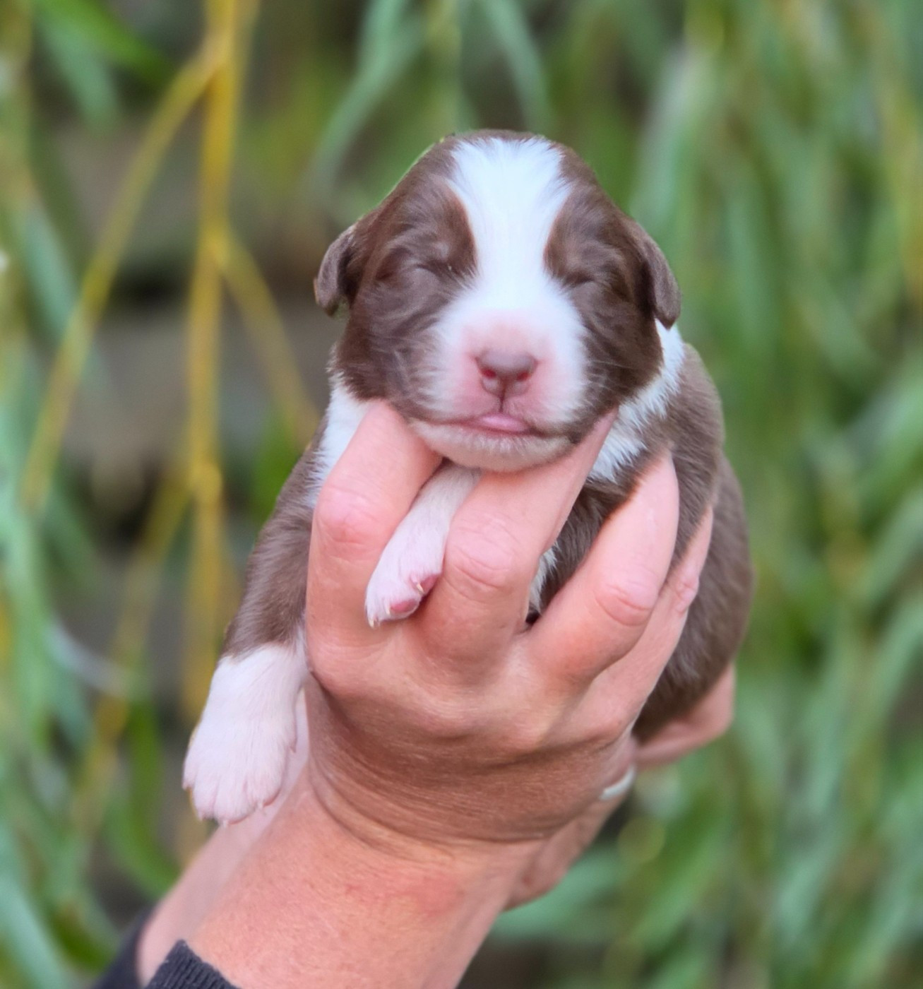 De L'Amour D'Harmonie - Chiots disponibles - Berger Australien