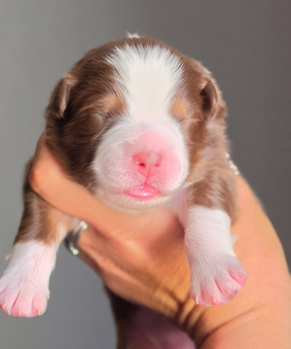 De L'Amour D'Harmonie - Chiots disponibles - Berger Australien