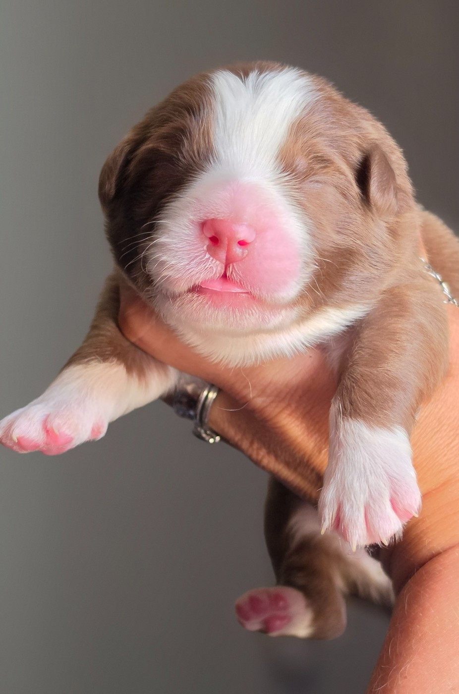 De L'Amour D'Harmonie - Chiots disponibles - Berger Australien