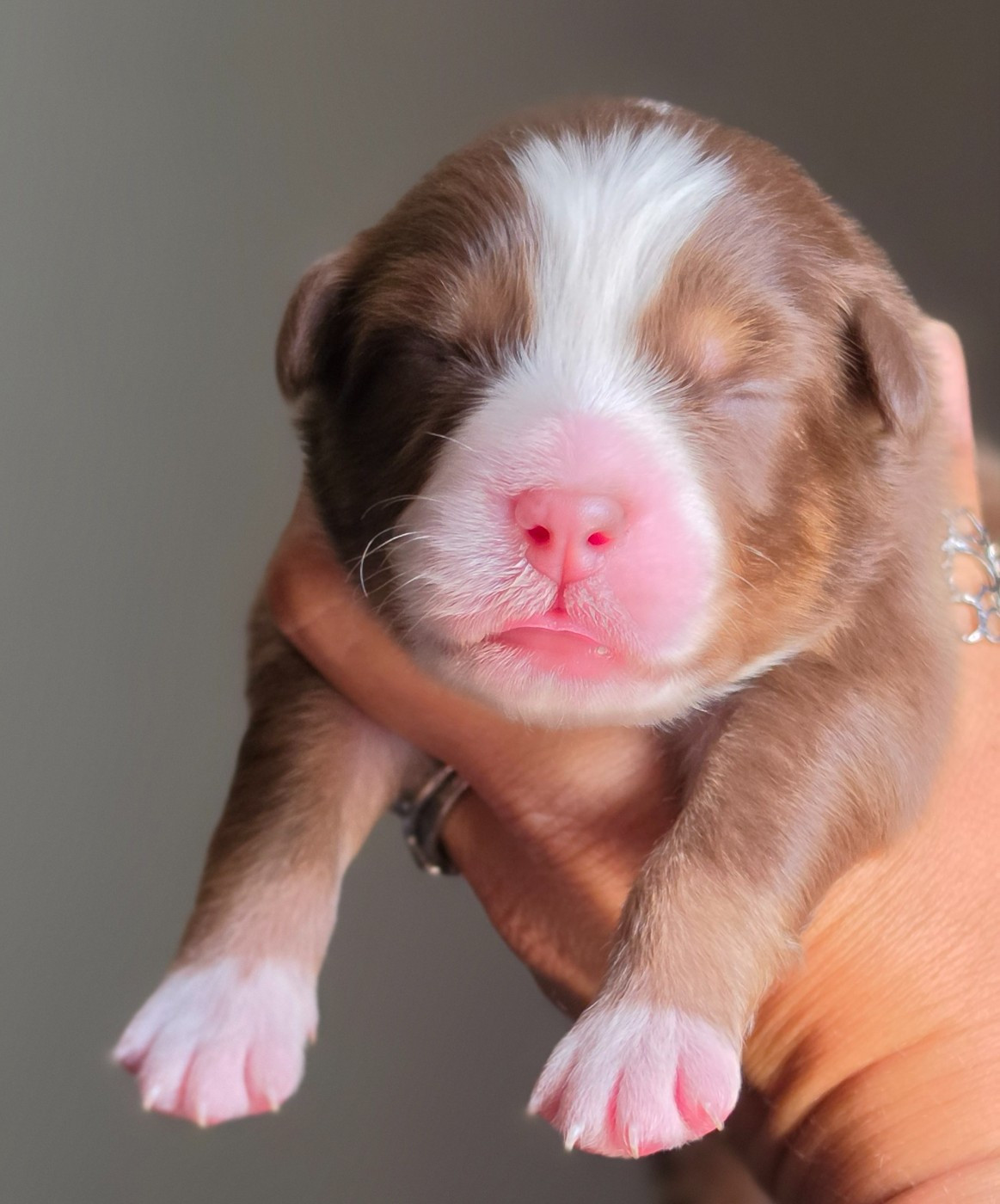 De L'Amour D'Harmonie - Chiots disponibles - Berger Australien