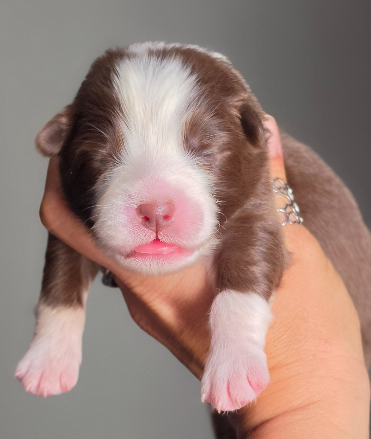 De L'Amour D'Harmonie - Chiots disponibles - Berger Australien