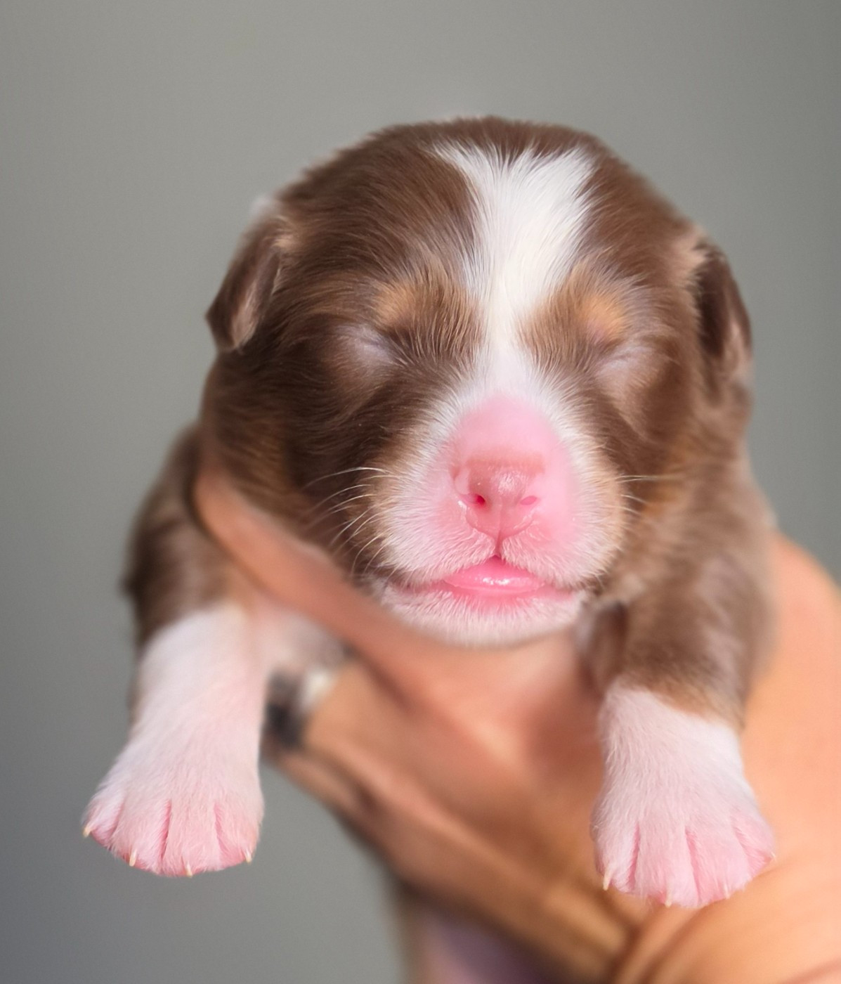 De L'Amour D'Harmonie - Chiots disponibles - Berger Australien